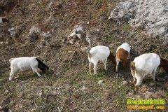 ��ֳ�¸�������90����ܷ��統�����ġ�