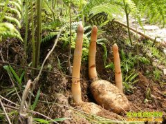 ��ֲ�¸���Ŀ��С�ɱ��ֳ�������