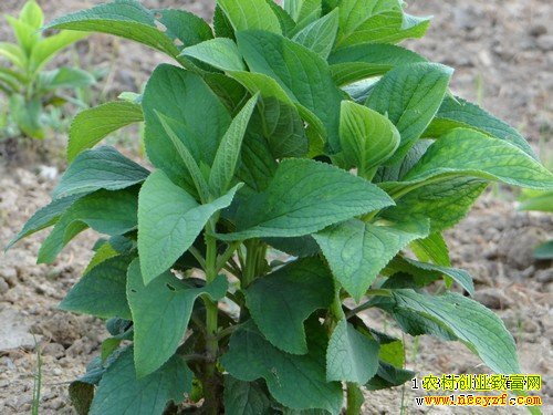 ��ֲʲôҩ����׬Ǯ