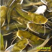 ��ֳ�¸���Ŀ����������� ÿĶ��׬����