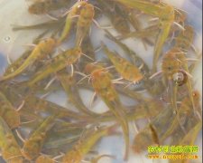 ������ֳ�����(�������ֳ����)