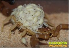 ��������Ы��