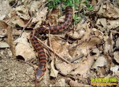 [ũ���������]��������ֳ������Ƶ