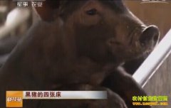 [�Ƽ�Է����]���������Ŵ�(�ߴ�������Ƶ)