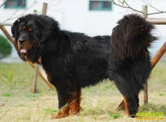 ������ֳӦ������Ʒ��ʶ