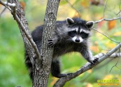 ��������ֳǰ������ֳ����Ҫ��