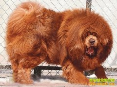 [�����е�����]���Ѫͳ�������˷����