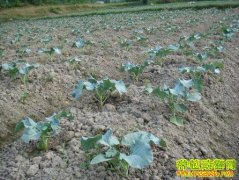 [ũ�����]��Ҭ�˴�����ֲ������Ƶ