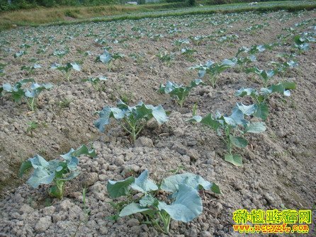 ������ֲ