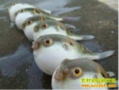 [ÿ��ũ��]���ɴ��� ���෴���˰�