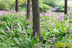 ��ֲ�¸���Ŀ����ֲ��ܸ ���˸�