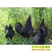 ��ֳ�¸�������ɢ����ڼ� �ö��ļ���׬Ǯ