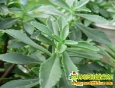 ��ֲ�¸���Ŀ����׼�г� ���������ҩ��