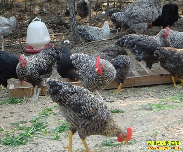 ����«����