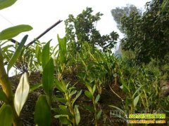 �Ĵ��Ͻ�������ʯ����ũ������