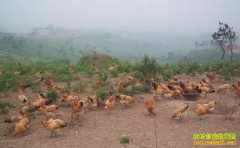 ��ֳ�¸���Ŀ�������������� �г�������