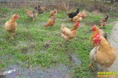 ��ѧ�������ڷ�ɽ����������