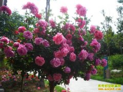 ��ֲ�¸���Ŀ������������״�¼���׬Ǯ