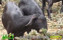 ��ֳ�¸��ŵ�����Ҷ������ ������첻��