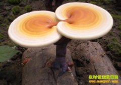 [ũ�����]��֥��ľ���༼����Ƶ