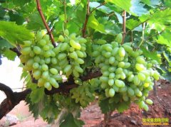 [ũ�����]����������ֲ������Ƶ