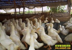 ��ֳ�¸���Ŀ�����ﺵ��Ѽ ����������