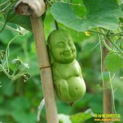 [ũ�����]���ƺ�«����ֲ�ӹ�������Ƶ