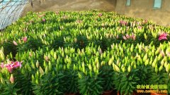 [ÿ��ũ��]ĶЧ���4��Ԫ����Դ�ٺ�