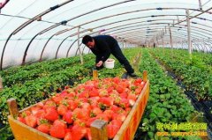 ��ֲ�¸���Ŀ��������̬��ݮ������