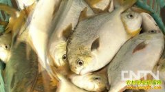 [�����е�]���ɫ�Ľ����� Ϊ�ƴ����������Ƹ�