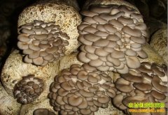 [ũ�����]�������༼����Ƶ