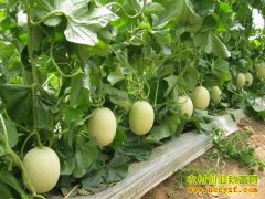 [ũ�����]�������������ֲ������Ƶ