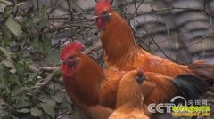 [�¸���]������һ˫���Ӯ�òƸ�ӭ����