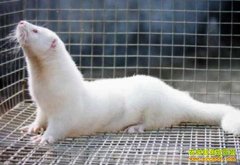 [�۽���ũ]Ƥ�ݽ��� ��ֳ����ô��