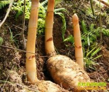 ��ֲ�¸���Ŀ��ȫ�������� ÿ������һ���