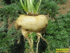 [ÿ��ũ��]���ϸ�ԭ �꿧��ֲ��Ƶ