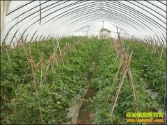 [ũ�����]�߲˲��溦Զ����ϼ���