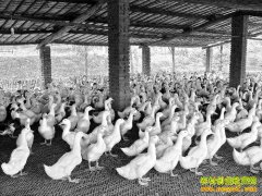 [�����е�]����Ѽ�������������Ѽ����֮��