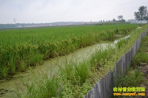 ����Ϻ����