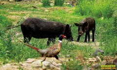 [�����е�]�廨ɽ��Ұ����