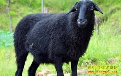 [ÿ��ũ��]��ֳ��ϡΪ����ڹ��򾭼�Ч���