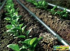 [ũ�����]�����߲˵ι�ʩ�ʼ�����Ƶ