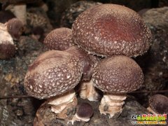 ��ֲ�¸���Ŀ�������㹽�����¸�ɡ��