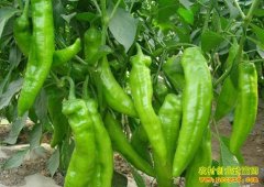 ��ֲ�¸���Ŀ���޵������� ����һ����