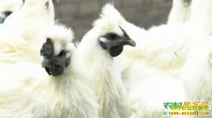 [�¸���]��Ѯ�������÷�ĲƸ������벻��