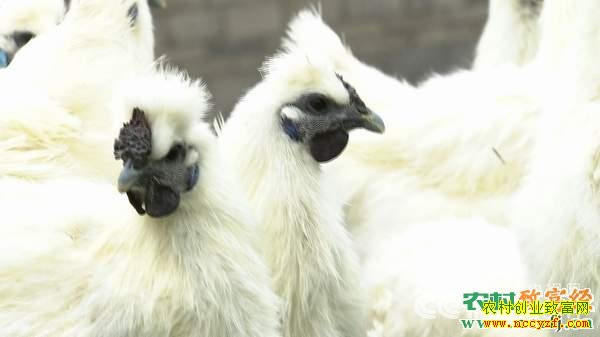 ��Ѯ����ĲƸ������벻��(2��6��21:17)