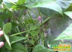 [ũ�����]������������ֲ����