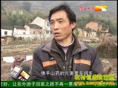 ��ֲ�¸���Ŀ����ֲ���ɽҩ ����һ������