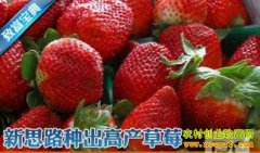 [�Ƽ�Է]��˼·�ֳ��߲���ݮ