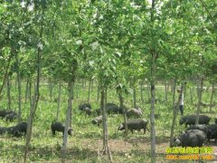 [�����е�]��ɣҶ��������׬Ǯ��